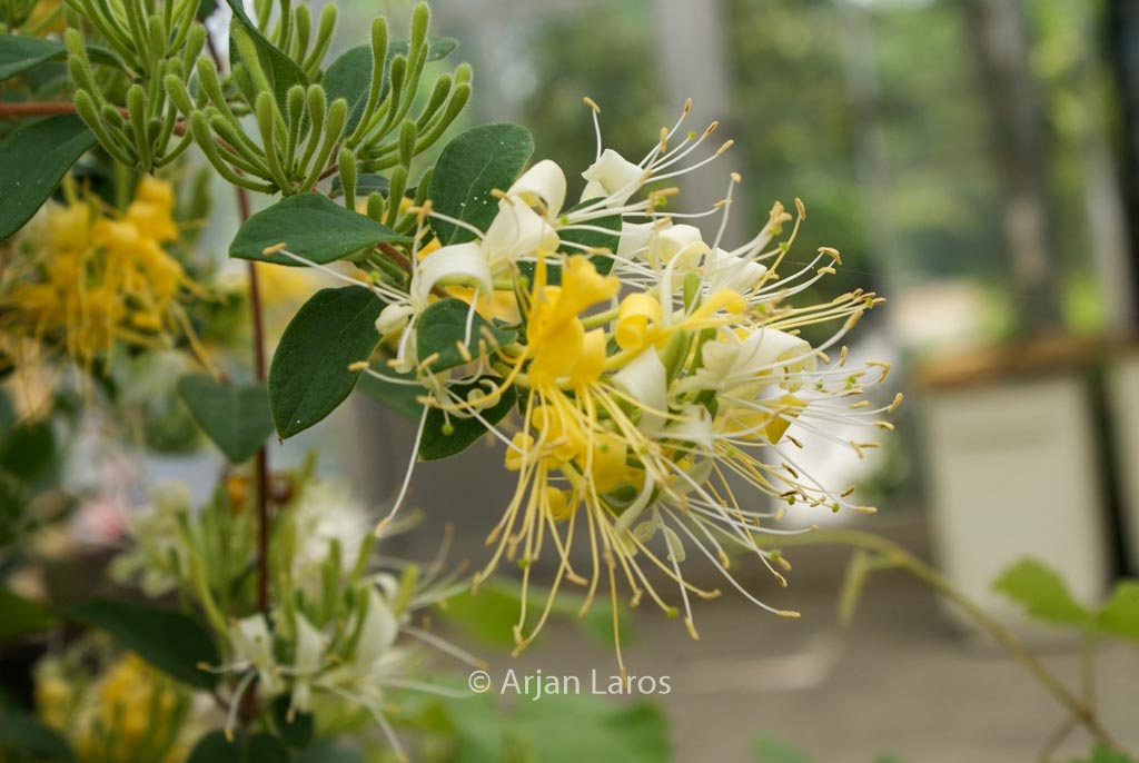 Lonicera japonica ‚Genbel‘ (SWEET ISABELL)