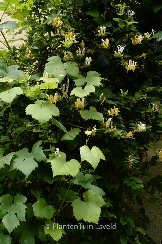 Lonicera japonica ‚Halliana‘