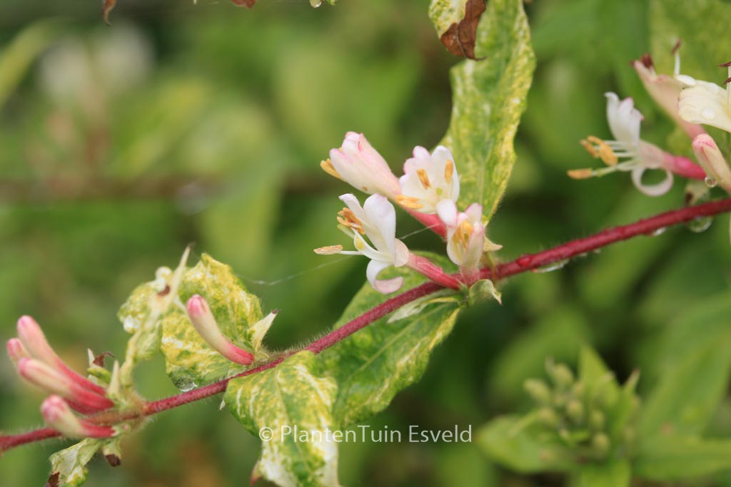 Lonicera japonica ‚Horwood Gem‘