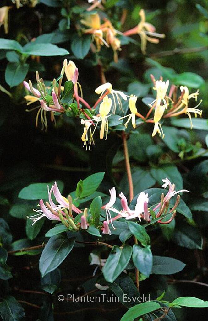 Lonicera japonica ‚Interold‘ (DART’S WORLD)