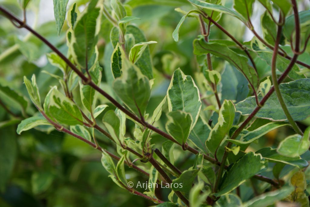 Lonicera japonica ‚Maskerade‘