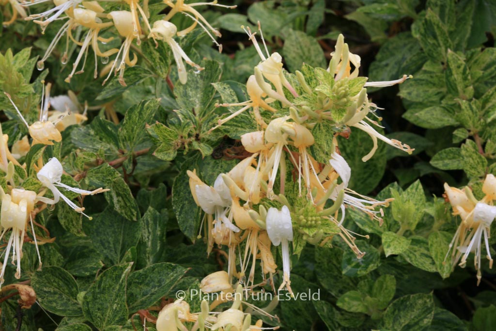 Lonicera japonica ‚Mint Crisp‘