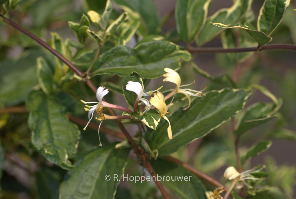 Lonicera japonica ‚Princess Kate‘