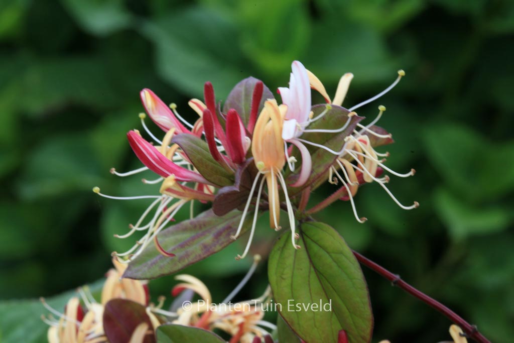 Lonicera japonica ‚Purple Queen‘