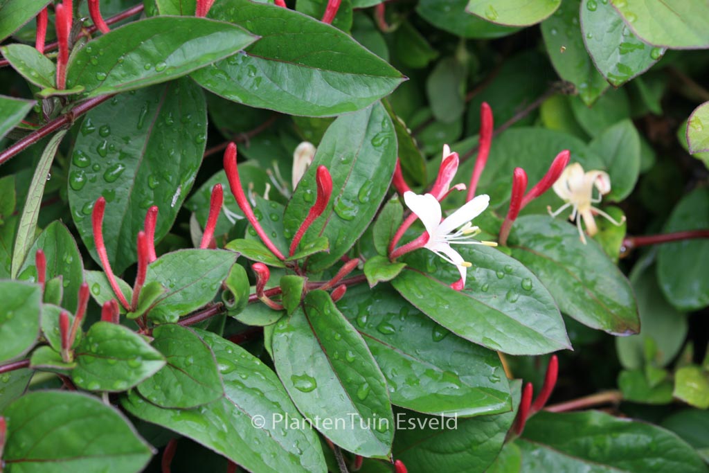 Lonicera japonica ‚Purpurea‘