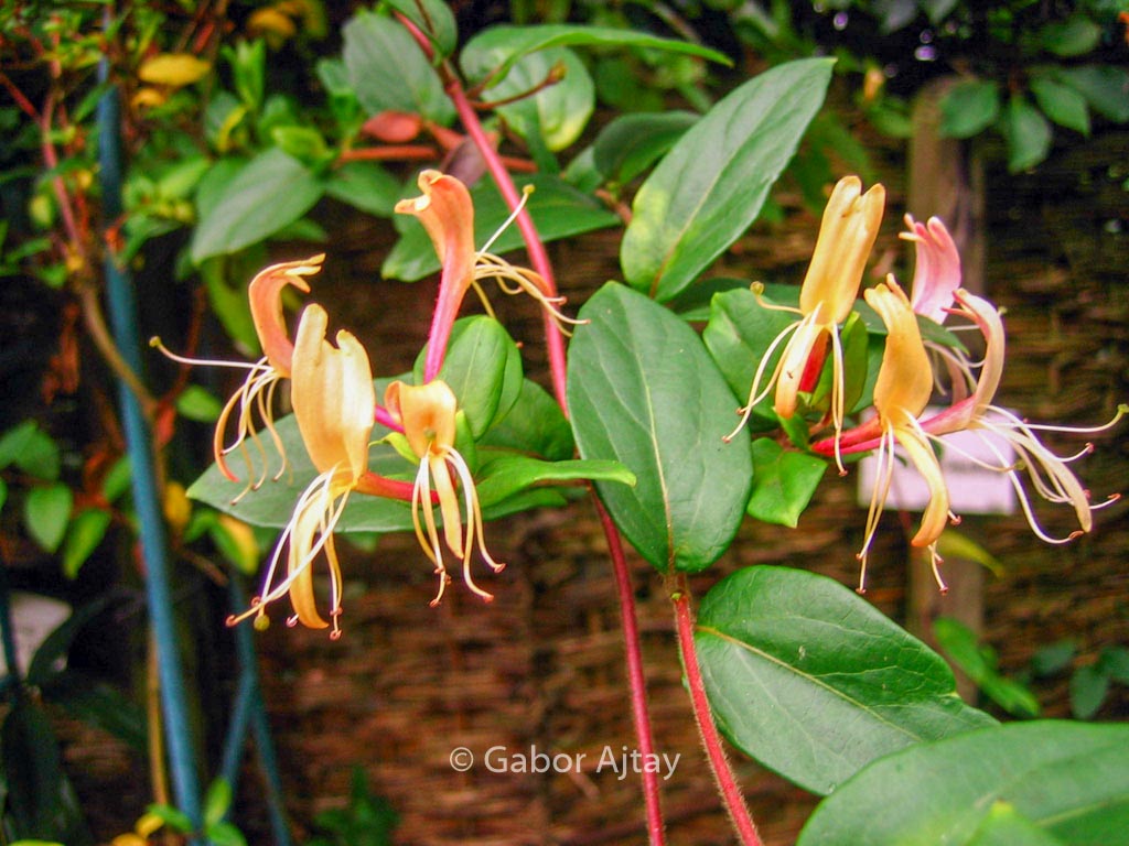 Lonicera japonica ‚Red World‘