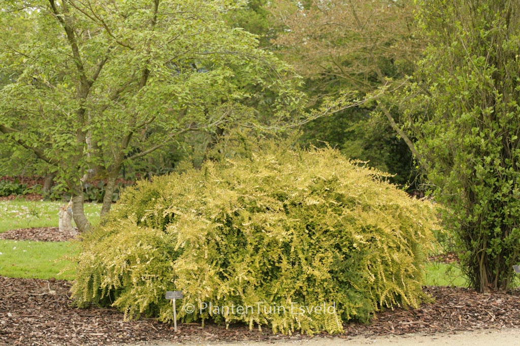 Lonicera nitida ‚Baggesen’s Gold‘