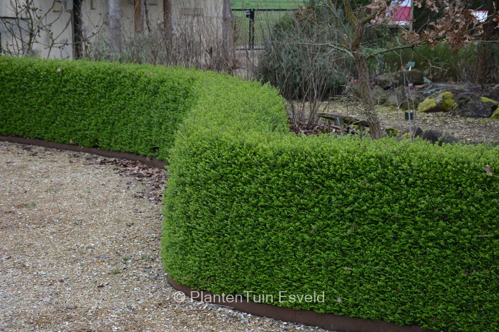 Lonicera nitida ‚Elegant‘