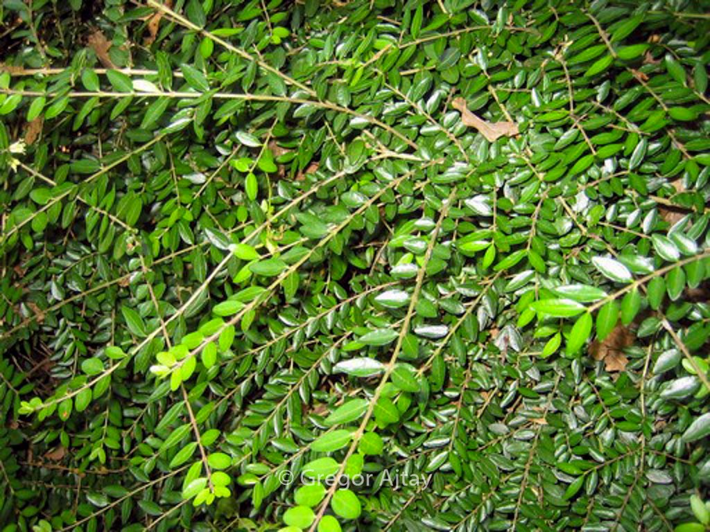 Lonicera nitida ‚Hohenheimer Findling‘