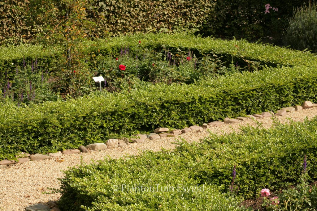 Lonicera nitida ‚Maigruen‘