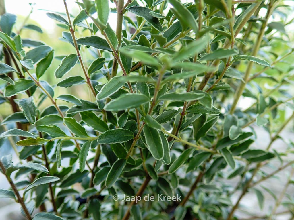 Lonicera nitida ‚Silver Beauty‘