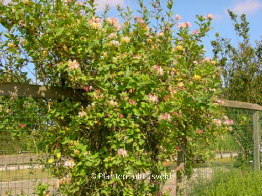 Lonicera periclymenum ‚Belgica Select‘