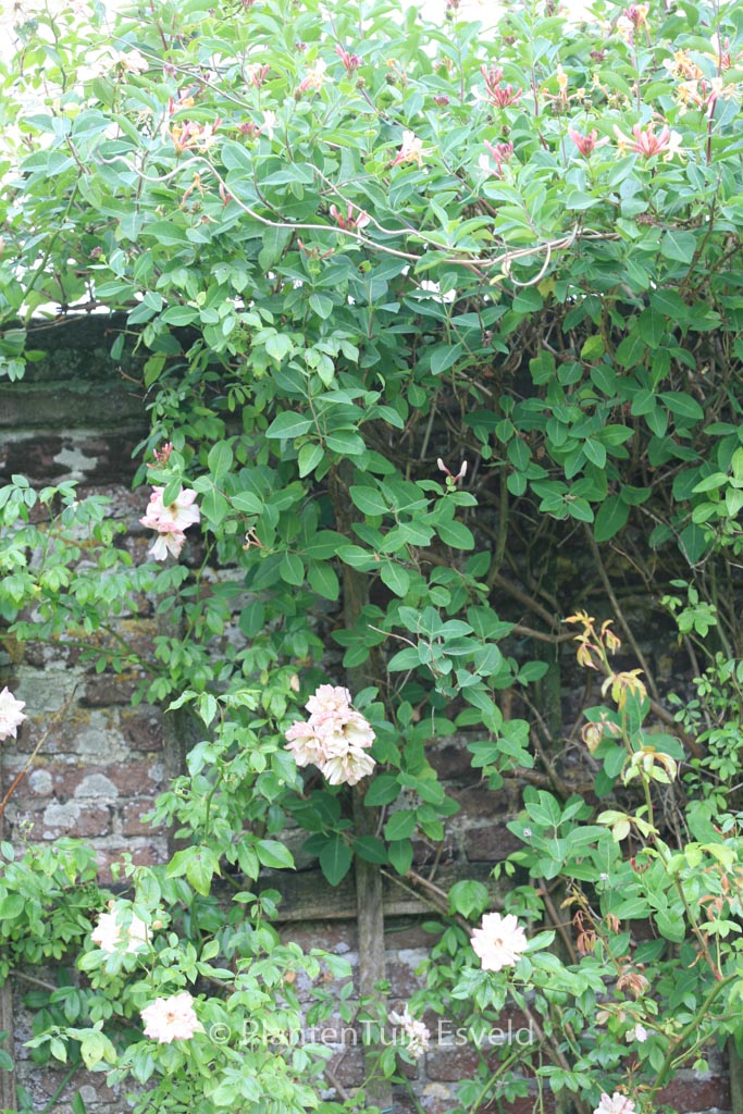 Lonicera periclymenum ‚Belgica‘