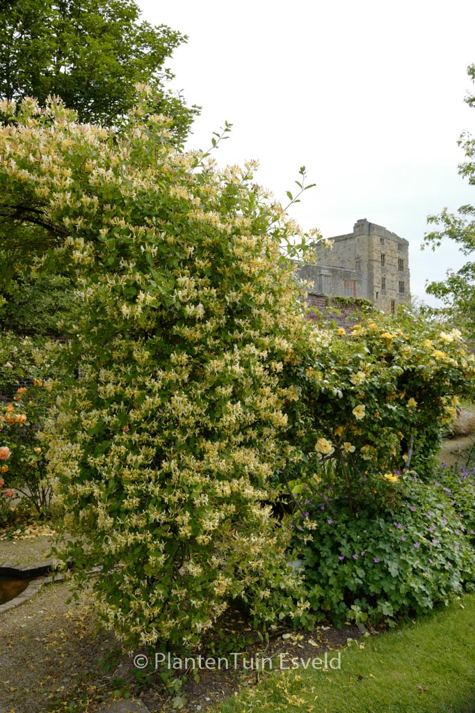 Lonicera periclymenum ‚Graham Thomas‘