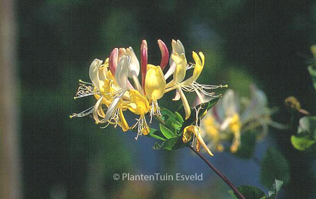 Lonicera periclymenum ‚Heaven Scent‘