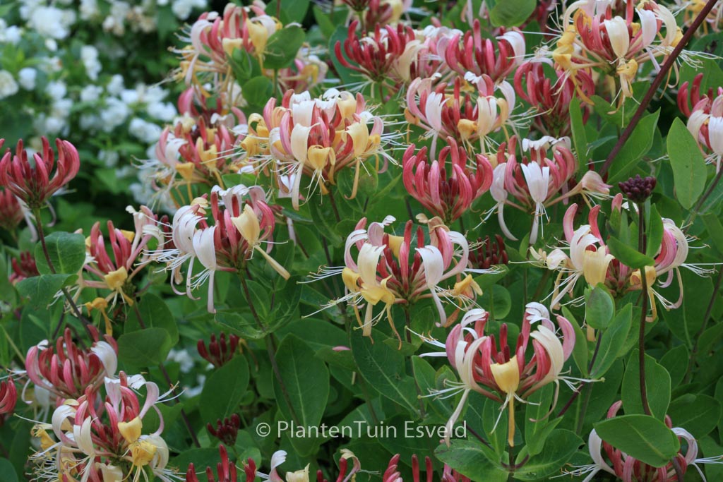 Lonicera periclymenum ‚Honeybush‘