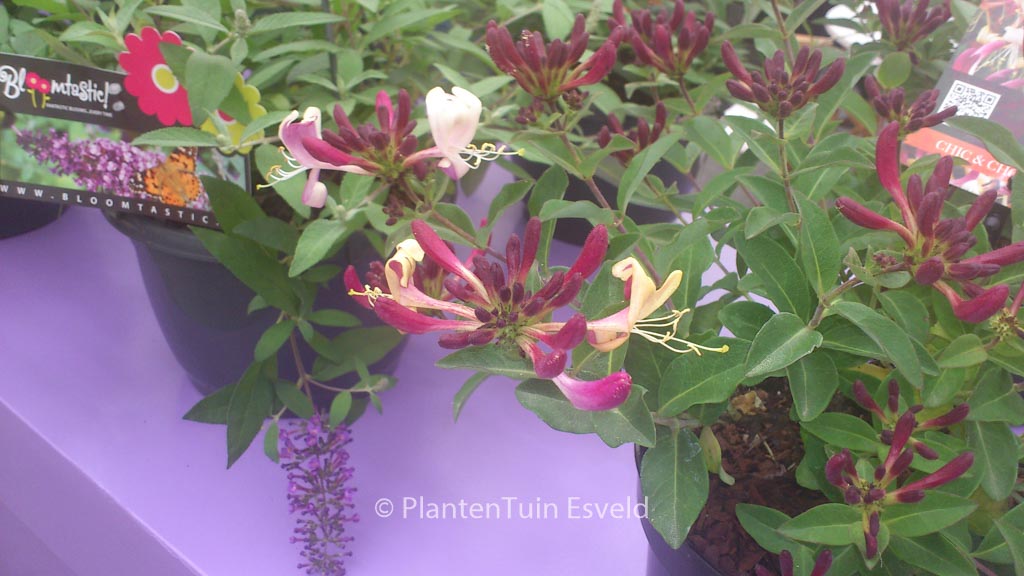 Lonicera periclymenum ‚Inov205‘ (CHIC & CHOC)