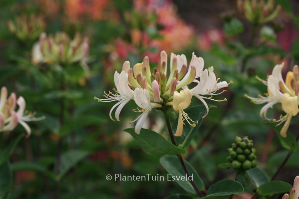 Lonicera periclymenum ‚Martine‘