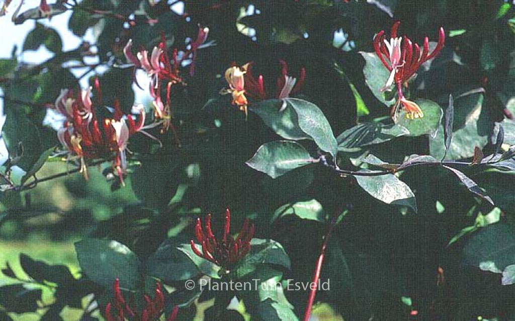 Lonicera periclymenum ‚Serpentine‘