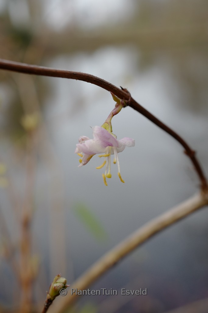 Lonicera purpusii ‚Winter Beauty‘