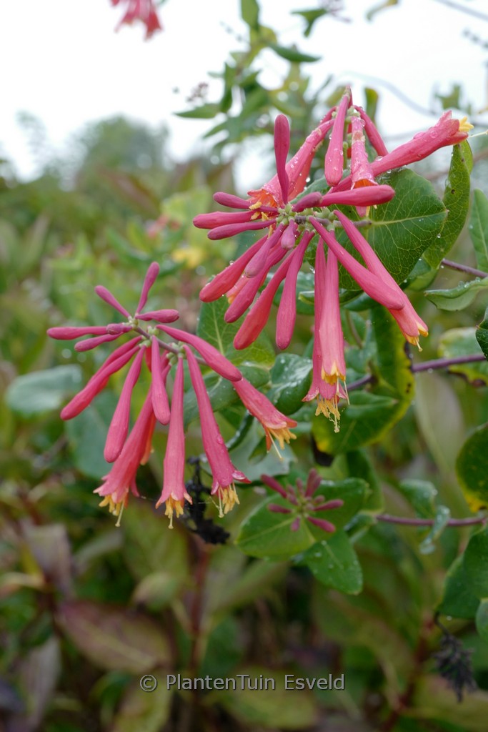 Lonicera sempervirens ‚Leo‘