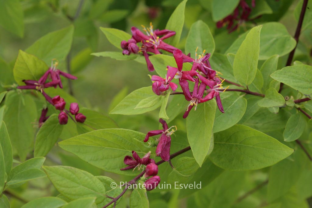 Lonicera tatarica ‚Hack’s Red‘