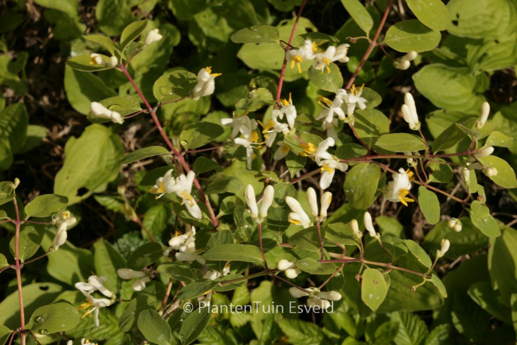 Lonicera vidalii