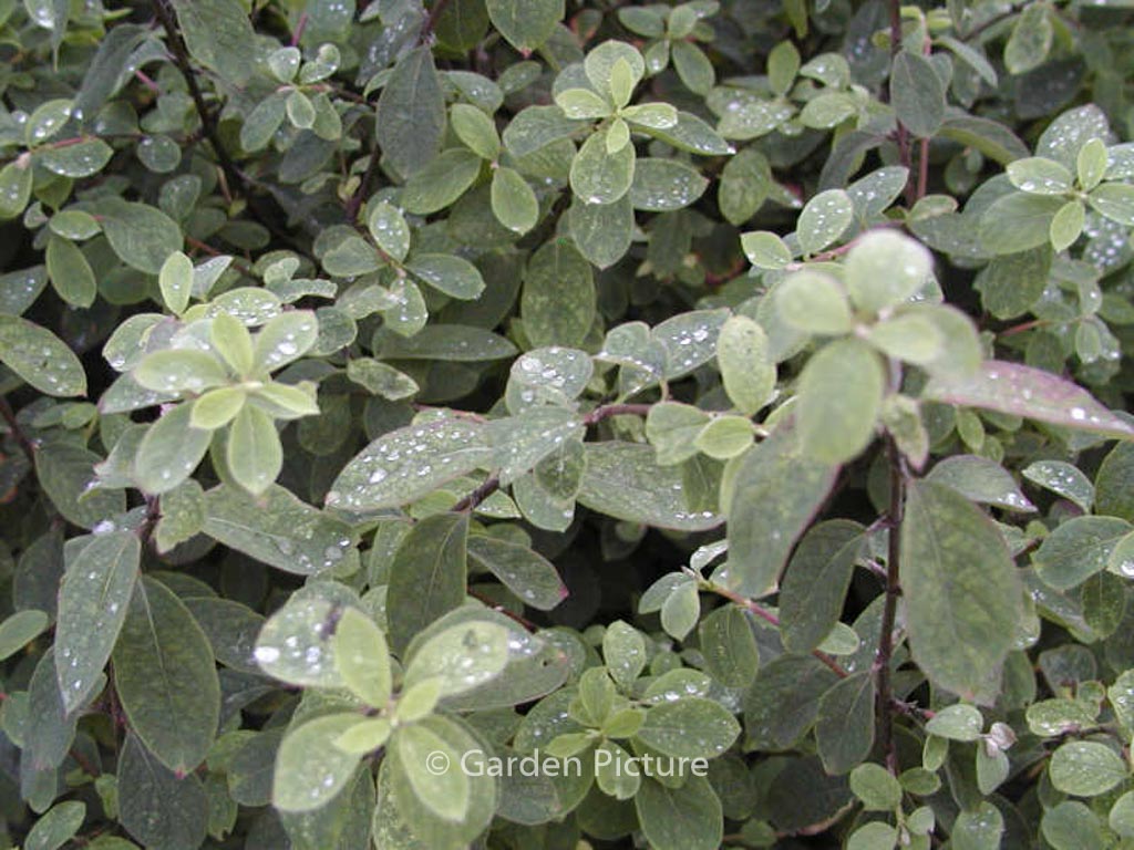 Lonicera xylosteum ‚Clavey’s Dwarf‘
