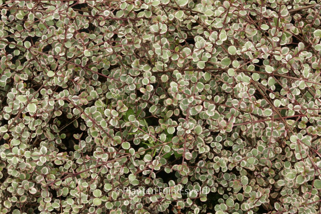 Lophomyrtus ralphii ‚Little Star‘