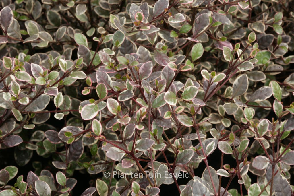Lophomyrtus ralphii ‚Magic Dragon‘