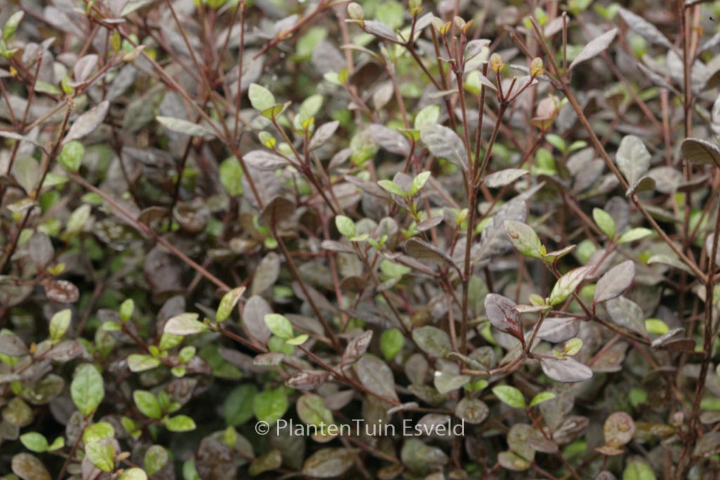 Lophomyrtus ralphii ‚Purpurea Nana‘
