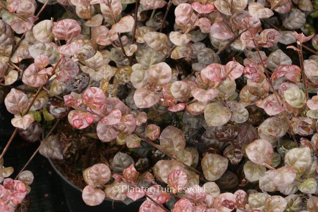 Lophomyrtus ralphii ‚Purpurea‘