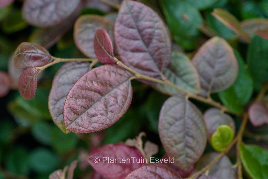 Loropetalum chinense ‚Daybreak’s Flame‘