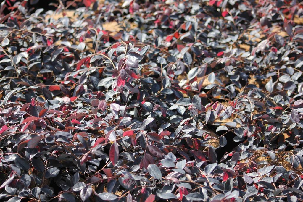 Loropetalum chinense ‚Fire Dance‘