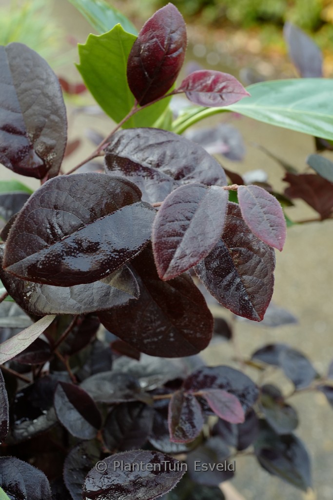 Loropetalum chinense ‚Pipa’s Red‘