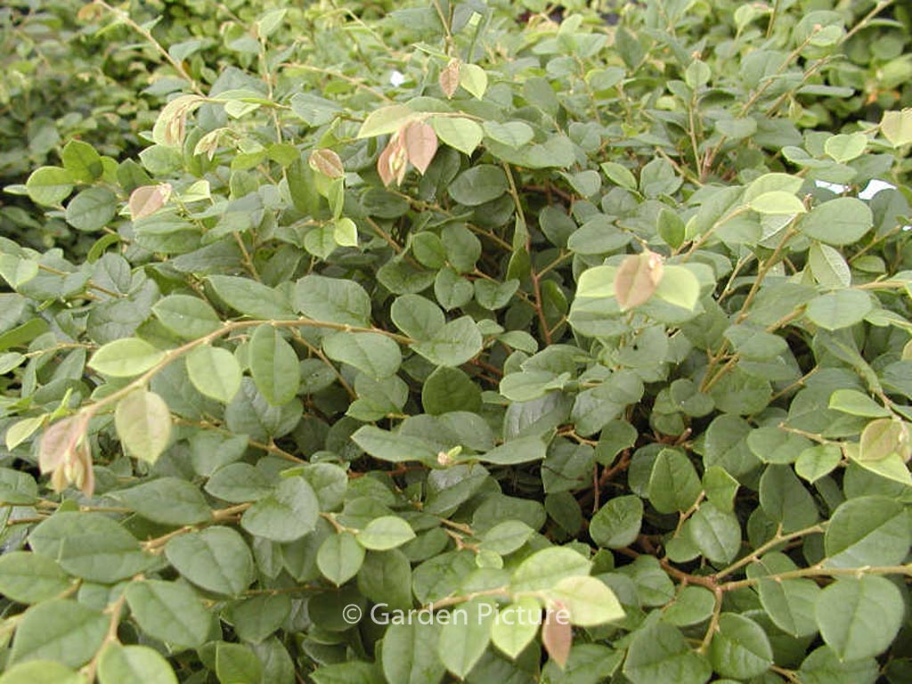 Loropetalum chinense ‚Snow Dance‘