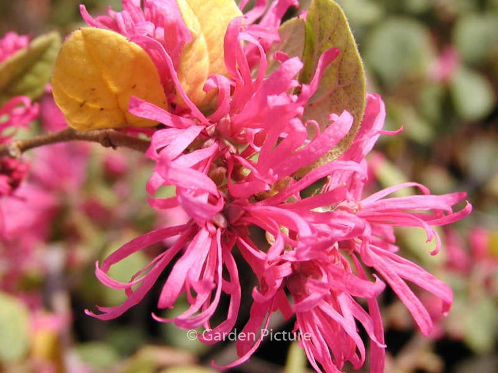 Loropetalum chinense f. rubrum