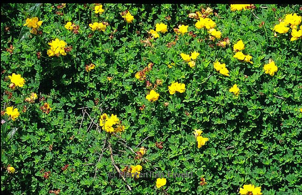 Lotus corniculatus ‚Pleniflorus‘