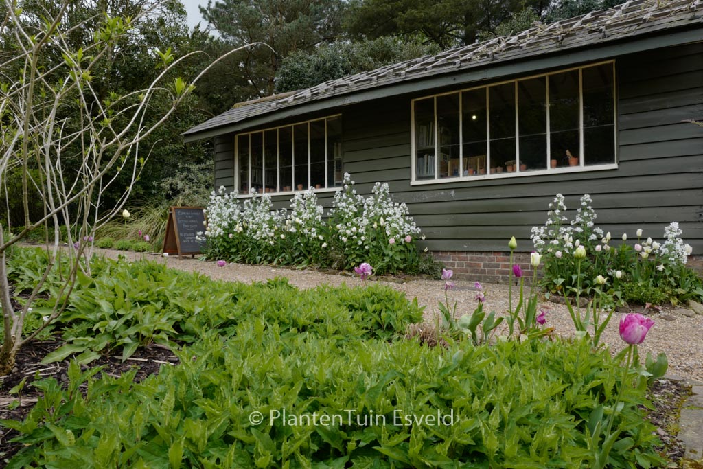 Lunaria annua ‚Albiflora‘
