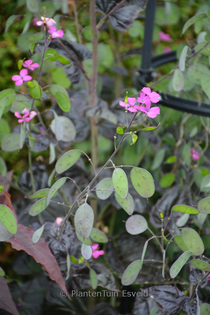 Lunaria annua ‚Chedglow‘