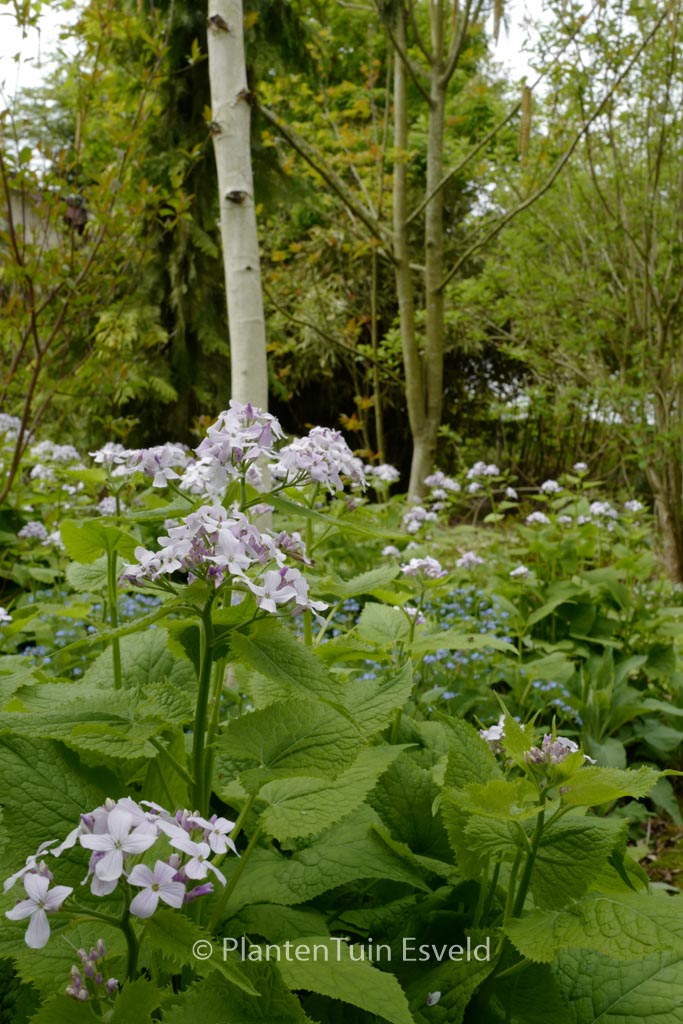 Lunaria rediviva