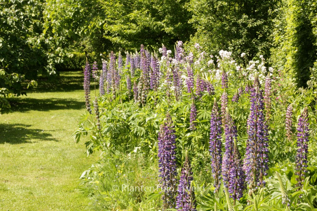 Lupinus ‚Camelot Blue‘