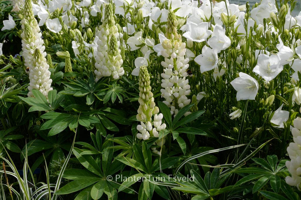 Lupinus ‚Camelot White‘