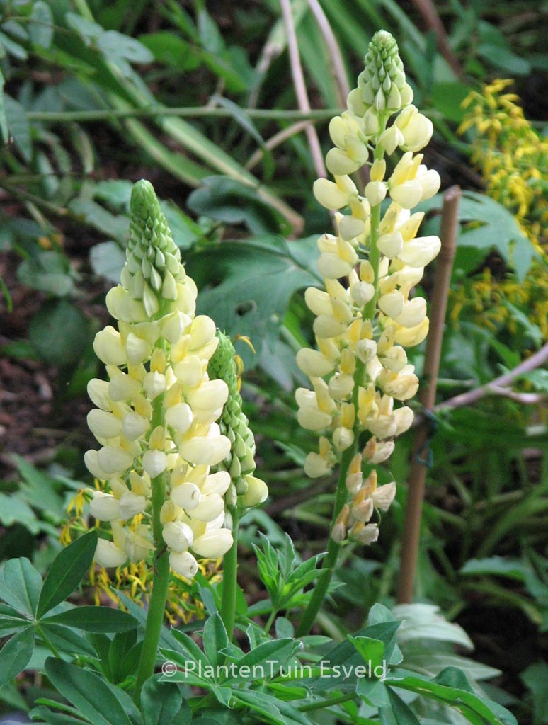 Lupinus ‚Chandelier‘