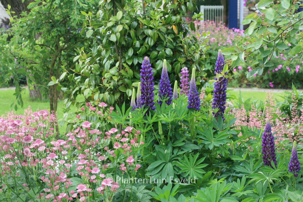 Lupinus ‚Gallery Blue‘