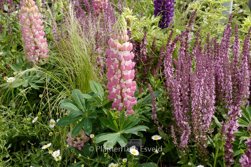 Lupinus ‚Gallery Pink‘