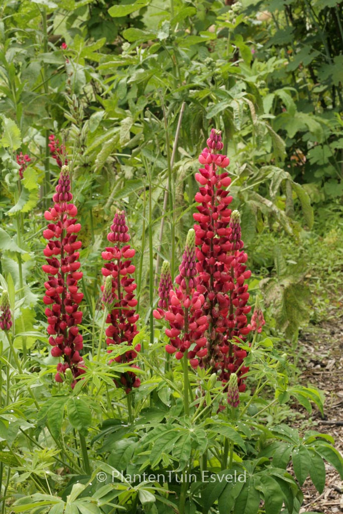 Lupinus ‚Gallery Red‘