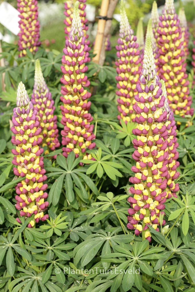 Lupinus ‚Manhattan Lights‘ (WESTCOUNTRY SERIE