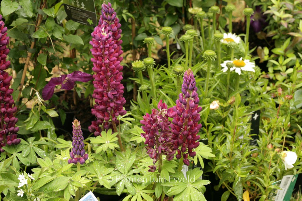 Lupinus ‚Masterpiece‘ (WESTCOUNTRY SERIES)