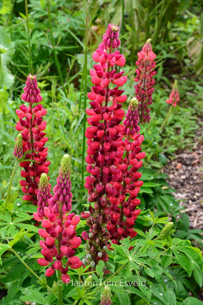 Lupinus ‚My Castle‘
